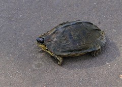 Rhinoclemmys punctularia