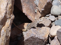 Liolaemus austromendocinus