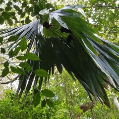 Cynopterus