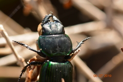 Coleoptera