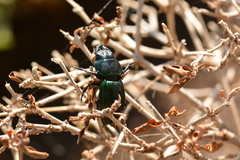 Coleoptera