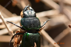 Coleoptera