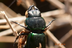 Coleoptera