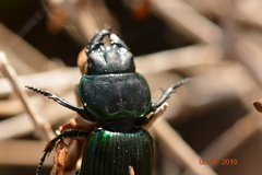 Coleoptera