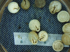 Inflectarius inflectus