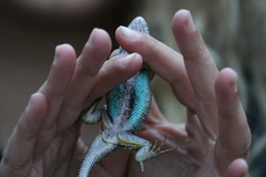 Sceloporus occidentalis