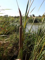 Typha caspica