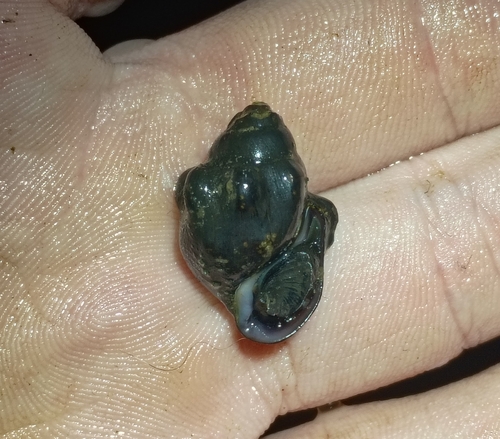 taxonomy_inaturalist image for Lithasia salebrosa