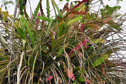 Epiphyllum phyllanthus