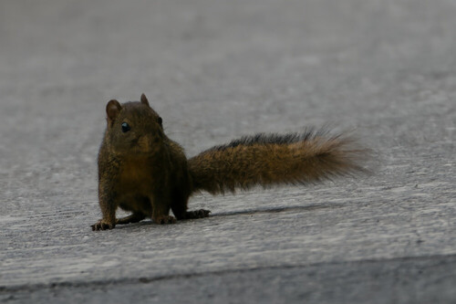 Orange-bellied Himalayan Squirrel