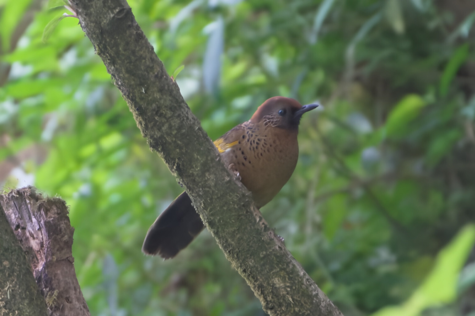 Chestnut-crowned Laughingthrush