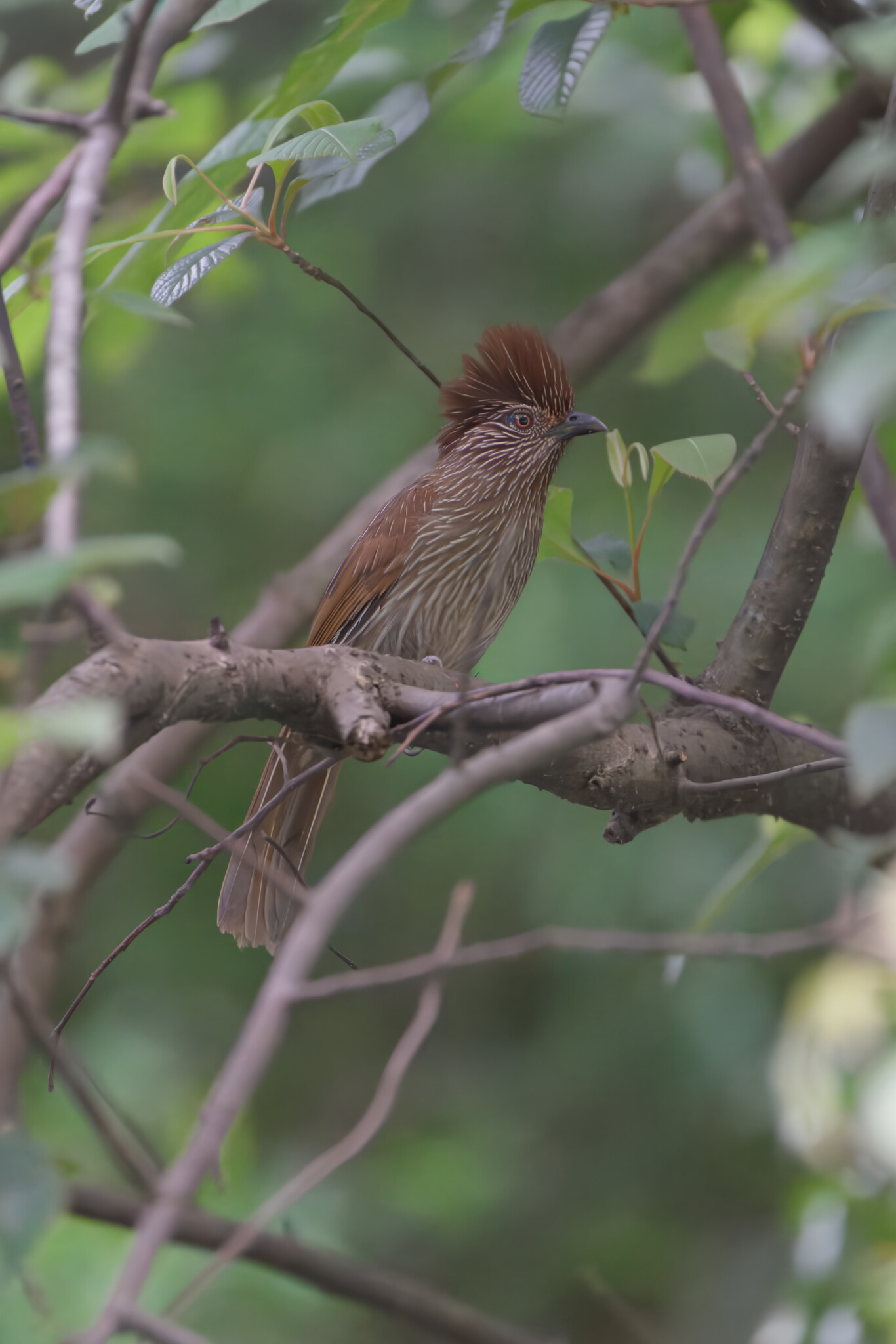 Striated Laughingthrush