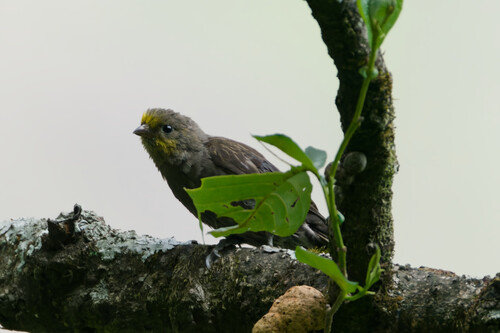 Yellow-rumped Honeyguide (Indicator xanthonotus), photo 3