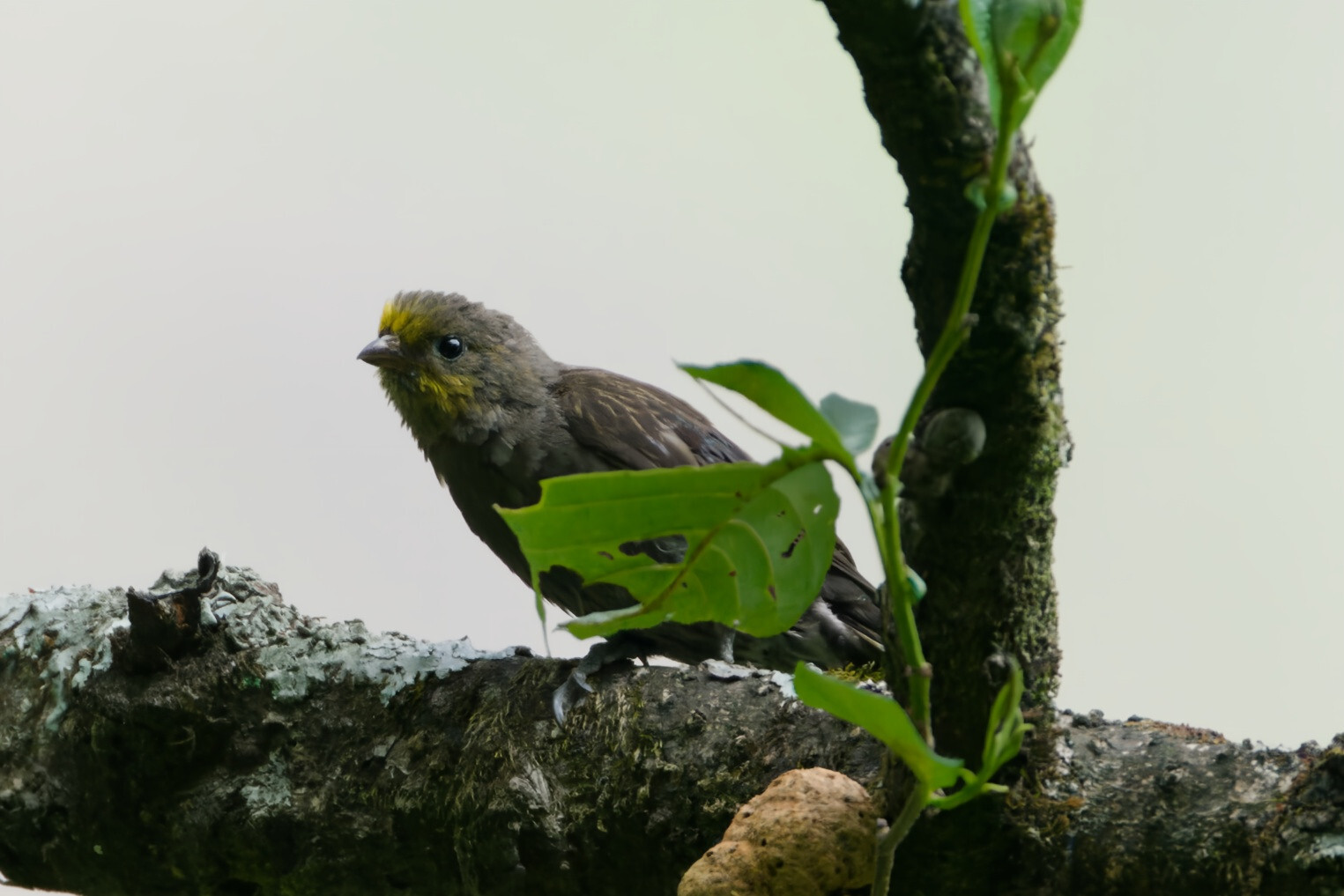 Yellow-rumped Honeyguide (Indicator xanthonotus), photo 5