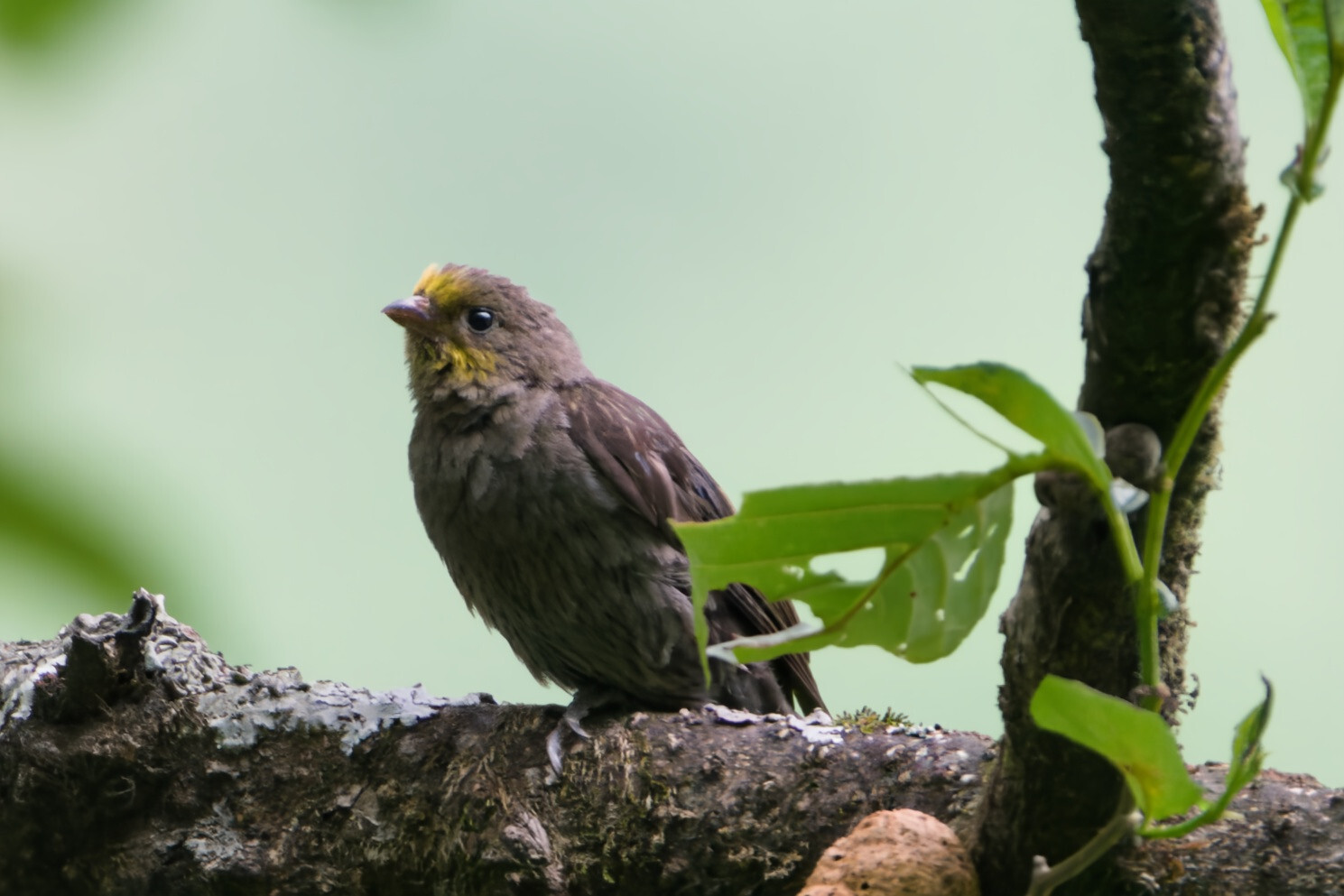 Yellow-rumped Honeyguide (Indicator xanthonotus), photo 9