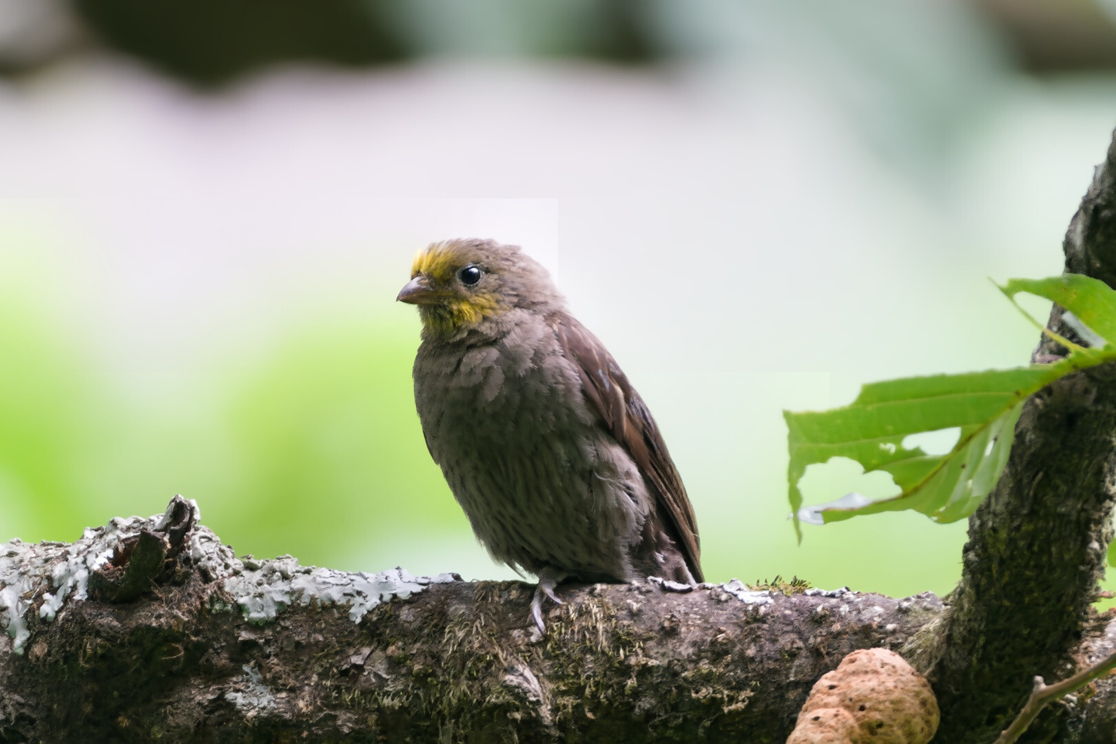Yellow-rumped Honeyguide (Indicator xanthonotus), photo 6