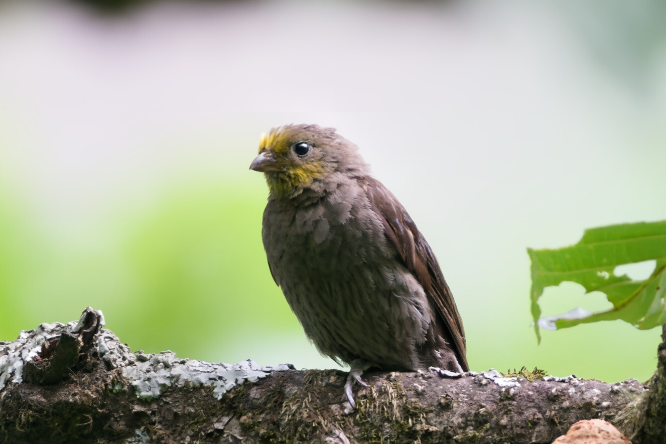 Yellow-rumped Honeyguide (Indicator xanthonotus), photo 7