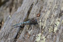 Aeshna caerulea