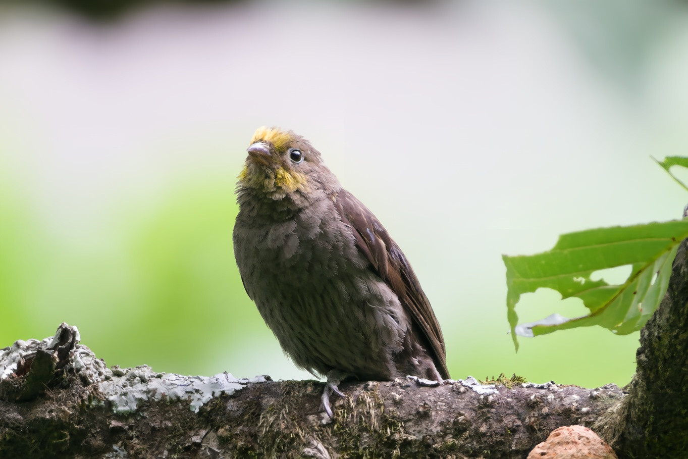 Yellow-rumped Honeyguide (Indicator xanthonotus), photo 8