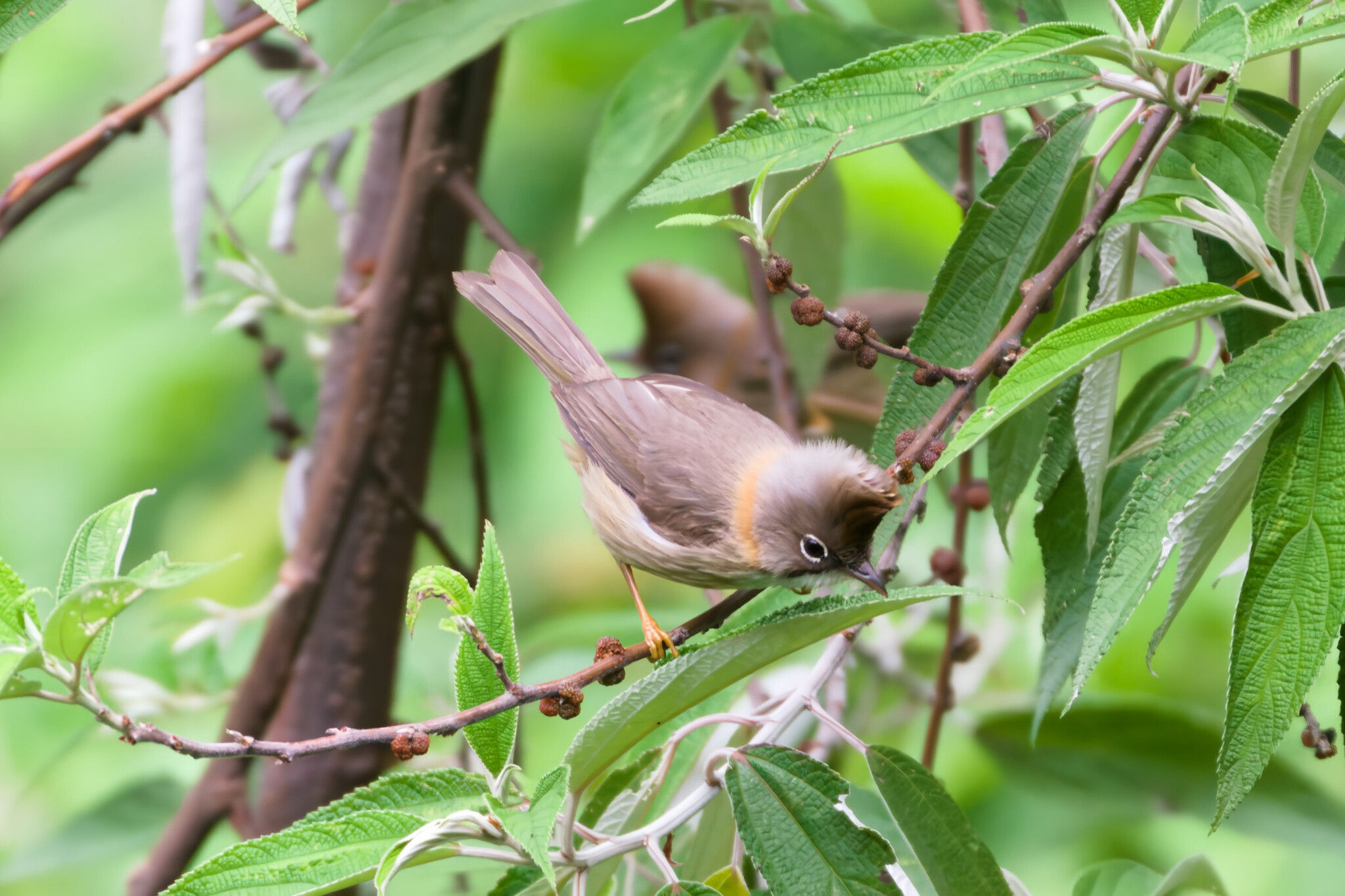 Whiskered Yuhina