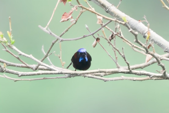 Black-throated Sunbird