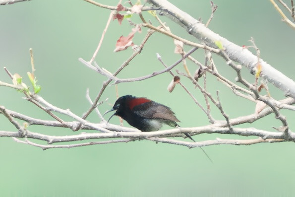 Black-throated Sunbird