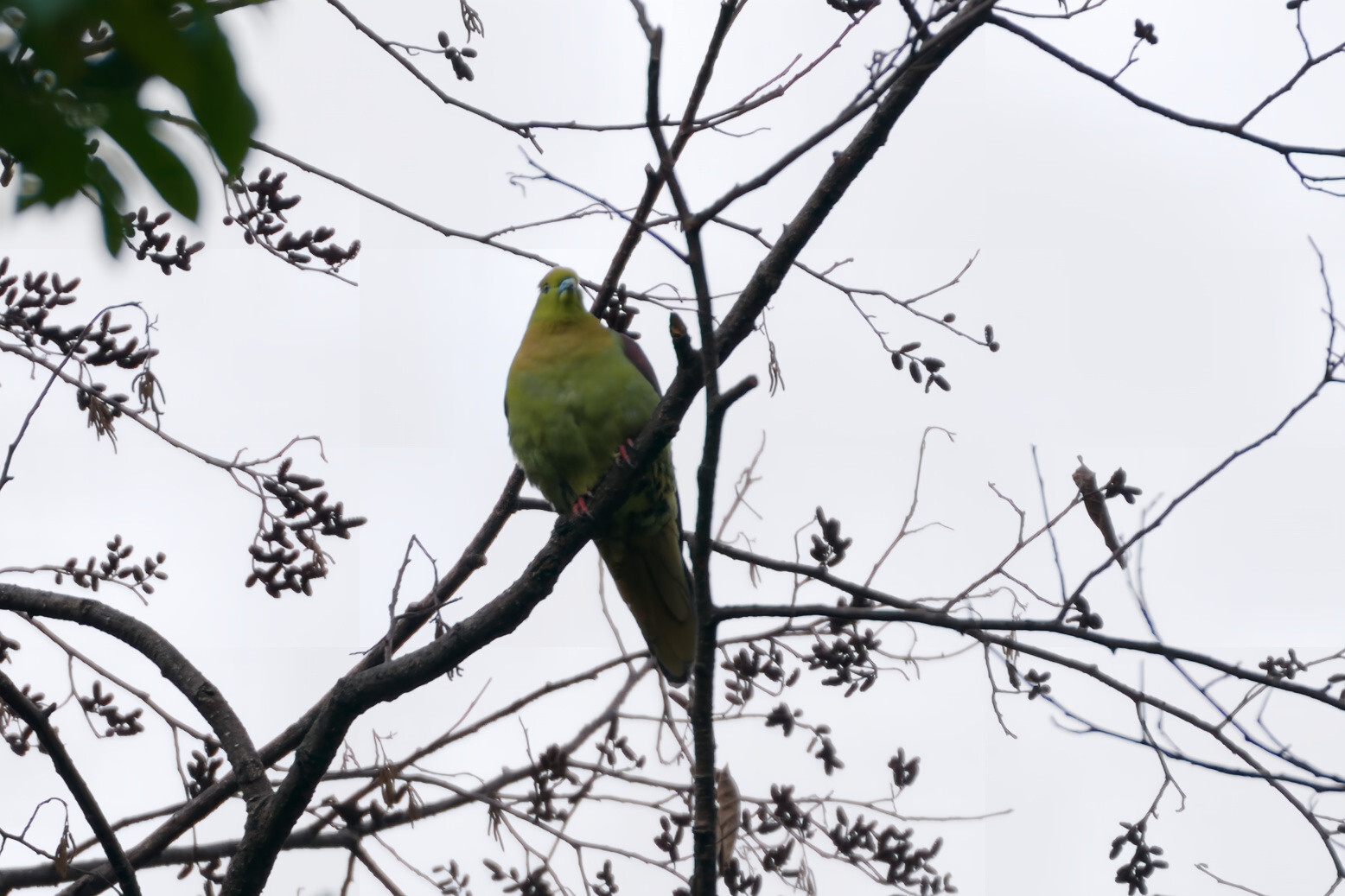 Wedge-tailed Green Pigeon