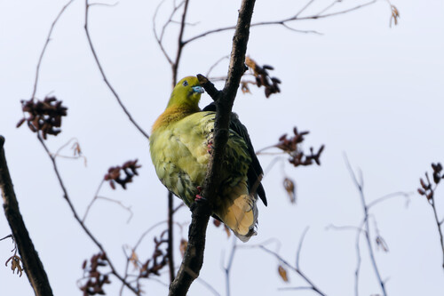 Colombar chanteur (Treron sphenurus)