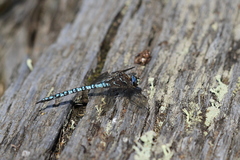 Aeshna caerulea