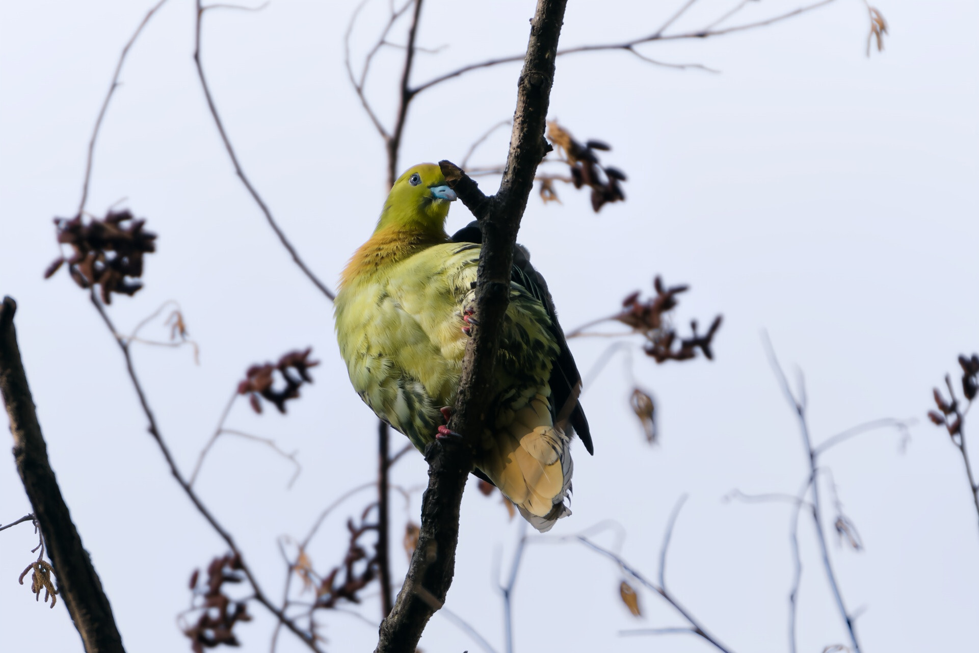 Wedge-tailed Green Pigeon