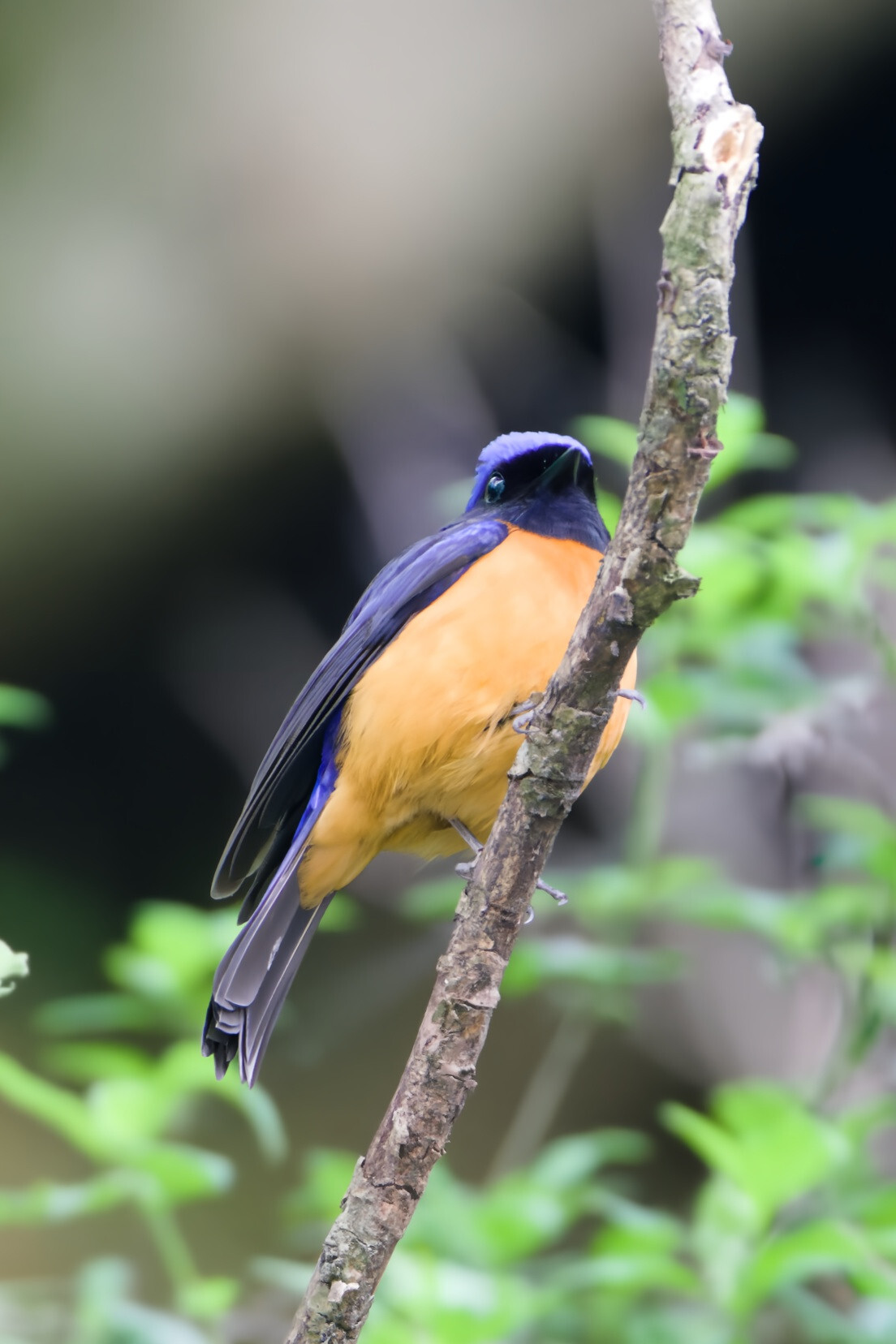 Rufous-bellied Niltava
