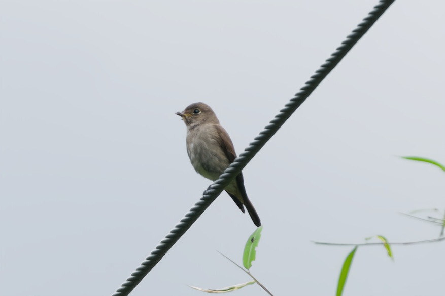 Dark-sided Flycatcher