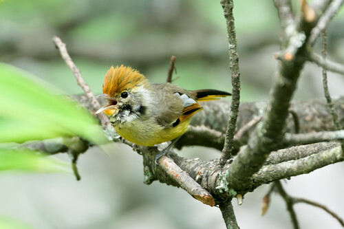 Bar-throated Minla (Actinodura strigula), photo 10