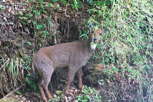 Himalayan Goral