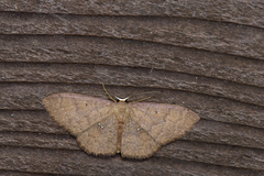 Discoglypha hampsoni