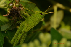 Orthoptera