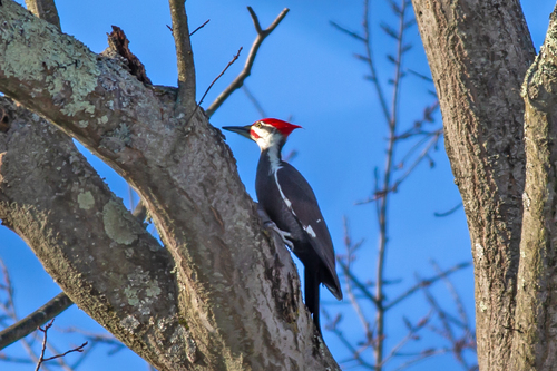 Pileated Woodpecker photographed in Pennsylvania