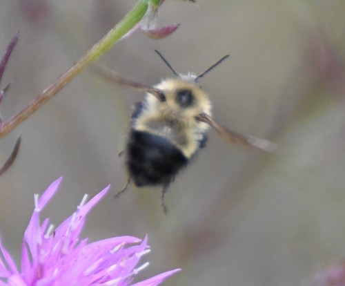 Half-black Bumble Bee
