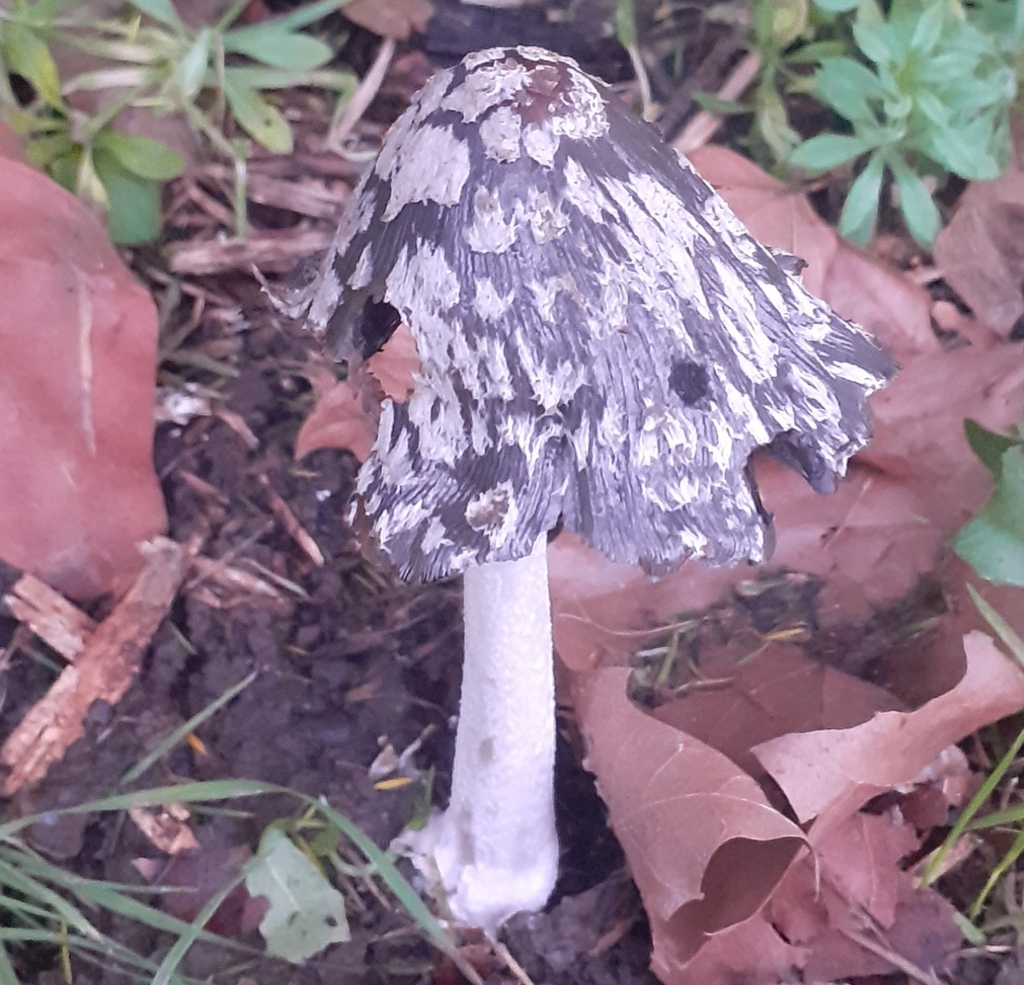 Coprinopsis picacea · December 2025 · photo: © bogsuckers (iNaturalist, cc-by)