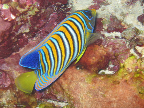 Pygoplites diacanthus observed 2004-08-17