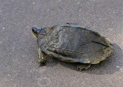 Rhinoclemmys punctularia