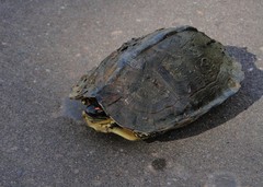 Rhinoclemmys punctularia