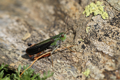 Stenobothrus rubicundulus