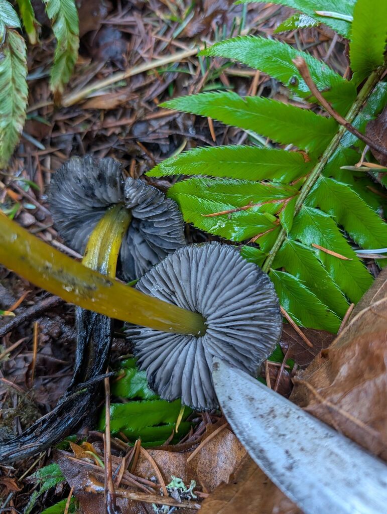 Hygrocybe sp. 'singeri-PNW02'