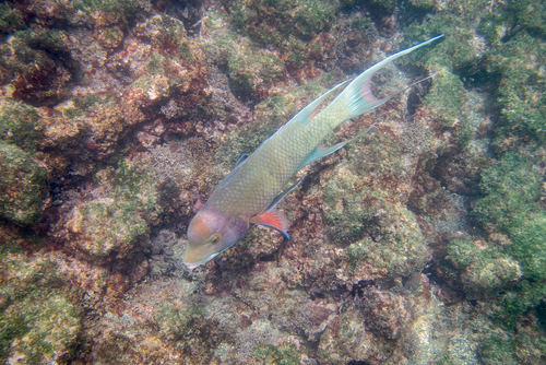Mexican hogfish (Bodianus diplotaenia) — Labridae — 2