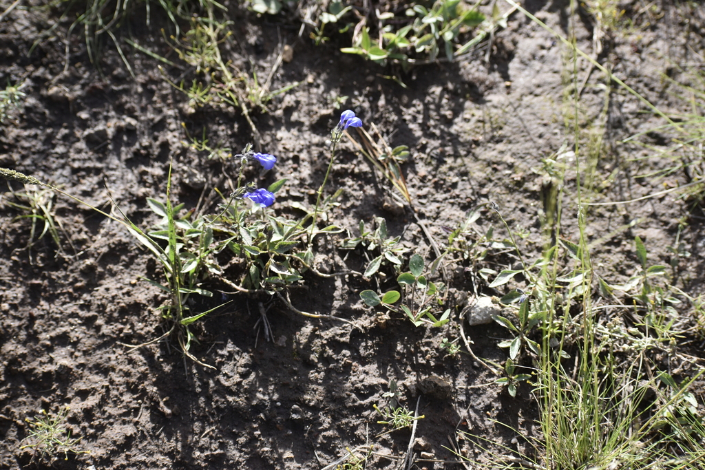 Salvia prunelloides; photograph (c) Norma Piedra, some rights reserved (CC BY)