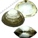 Sakhalin Surfclam - Photo (c) Kim, Hyun-tae, some rights reserved (CC BY-NC-SA), uploaded by Kim, Hyun-tae