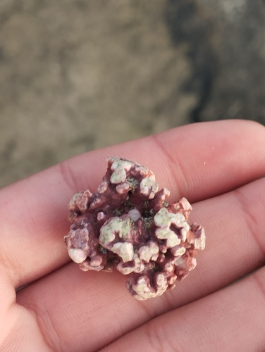 Maerl (Lithothamnion corallioides)