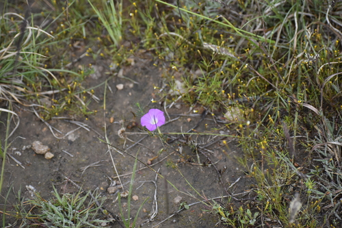 Ipomoea capillacea, photograph 2