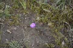 Ipomoea capillacea, photograph (c) Norma Piedra, some rights reserved (CC BY)